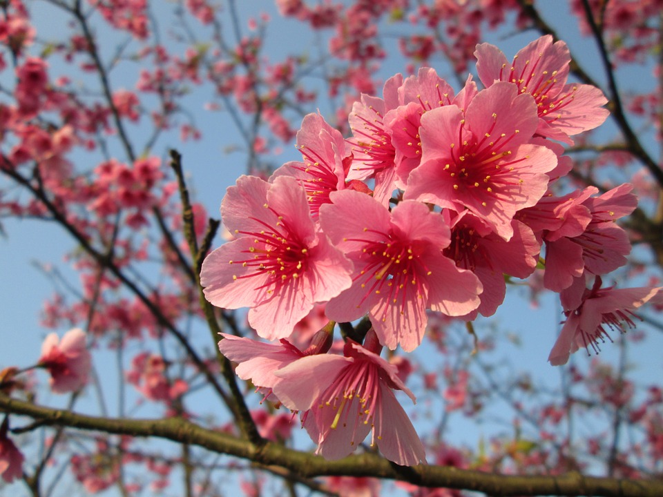 桜種類