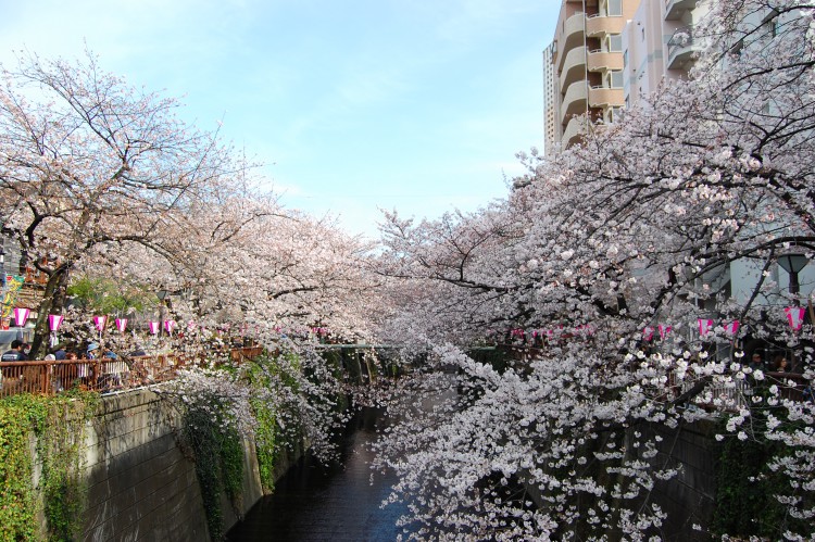 桜種類