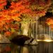 静岡県の紅葉2017年の見頃と時期はライトアップは？おすすめ場所3選！！